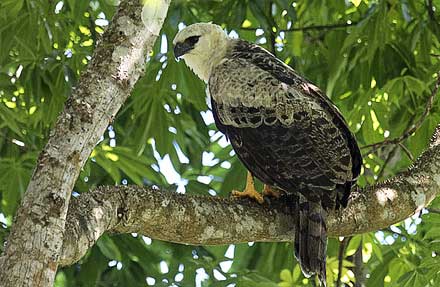 Crested Eagle
