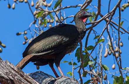 Crested Guan