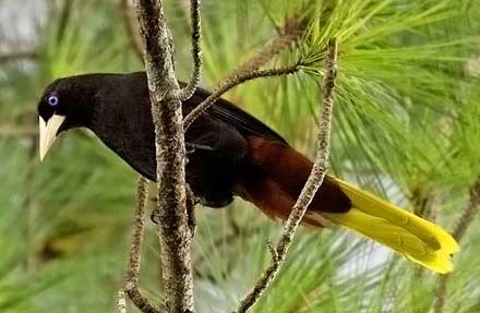 Crested Oropendola 