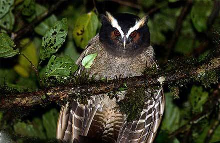 Crested Owl