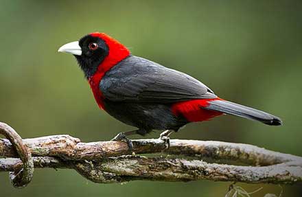 Crimson-collared Tanager 