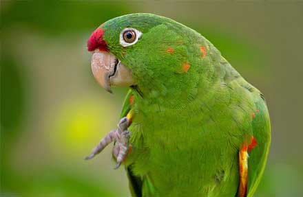 Crimson-fronted Parakeet