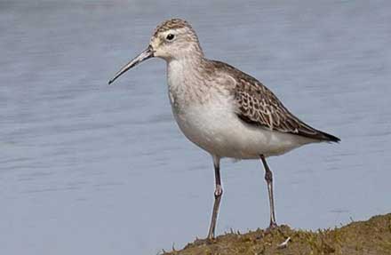 Curlew Sandpiper