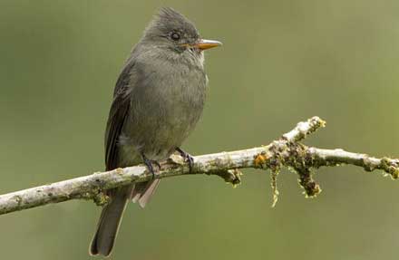 Dark Pewee 