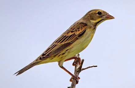 Dickcissel 