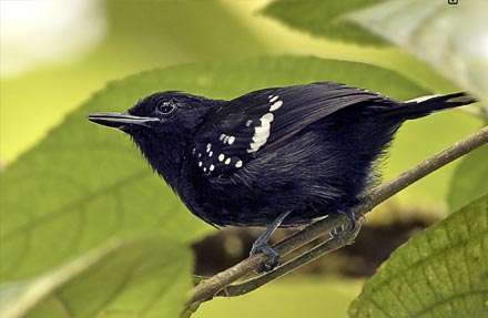 Dot-winged Antwren 