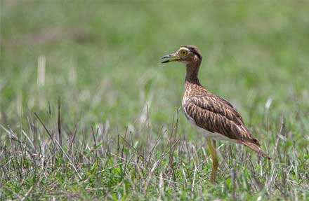 Double-striped Thick-Knee