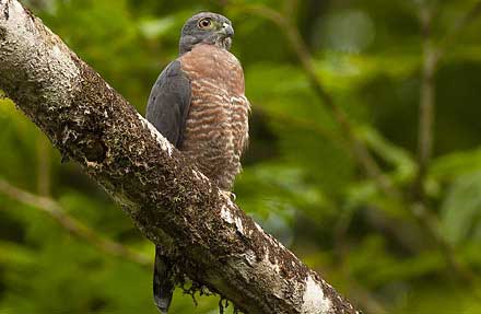 Double-toothed Kite