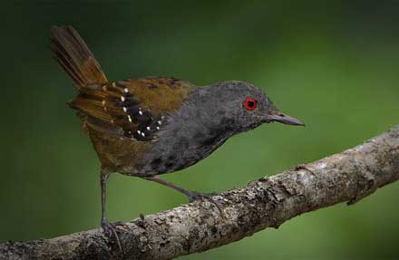 Dull-mantled Antbird 