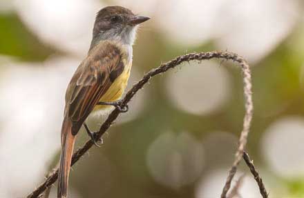Dusky-capped Flycatcher 
