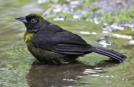 Dusky-faced Tanager 