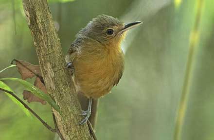 Dusky Antbird 