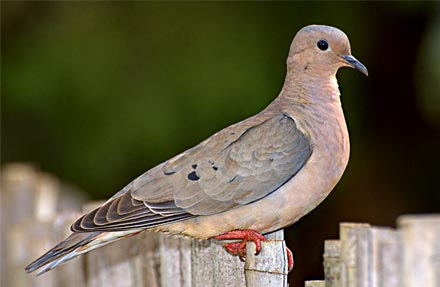 Eared Dove