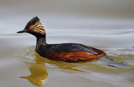 Eared Grebe