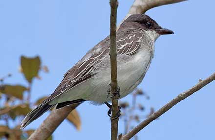 Eastern Kingbird 