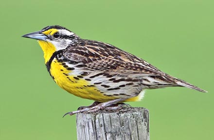 Eastern Meadowlark 