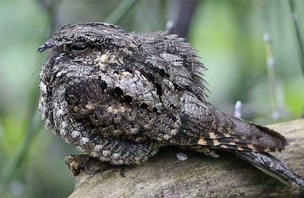 Eastern Whip-poor-will