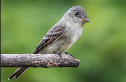 Eastern Wood-Pewee 
