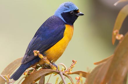 Elegant Euphonia 