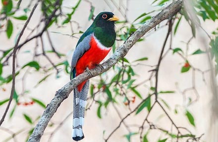 Elegant Trogon
