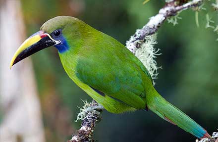 Emerald Toucanet