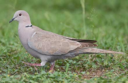 Eurasian Collared-Dove