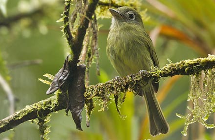 Eye-ringed Flatbill 