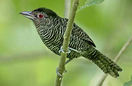 Fasciated Antshrike 