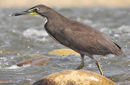Fasciated Tiger-Heron