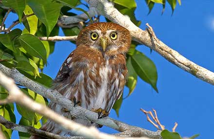 Ferruginous Pygmy-Owl