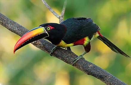 Fiery-billed Aracari