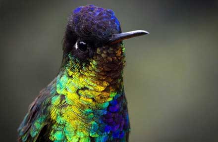 Fiery-throated Hummingbird