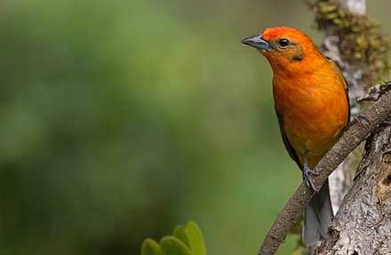 Flame-colored Tanager 