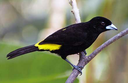 Flame-rumped Tanager