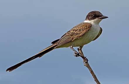 Fork-tailed Flycatcher 