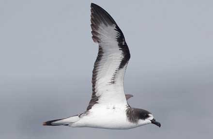 Galapagos Petrel