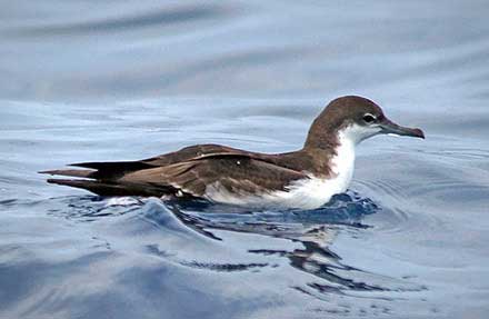 Galapagos Shearwater