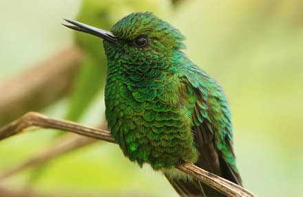 Garden Emerald