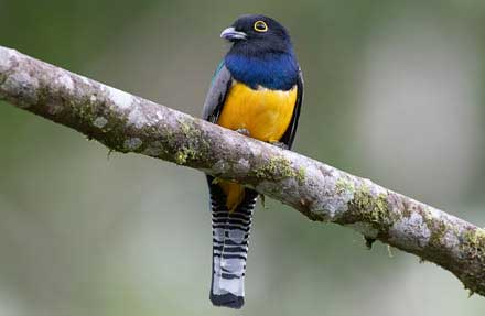 Gartered Trogon