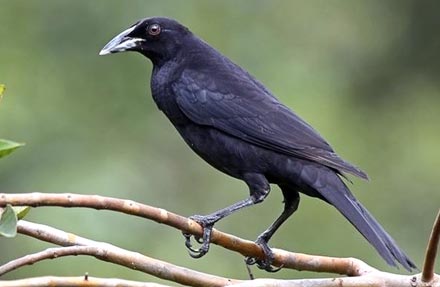 Giant Cowbird 
