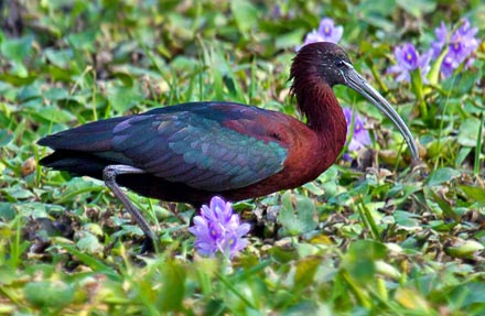 Glossy Ibis
