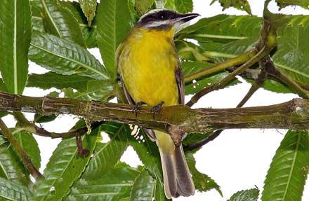 Golden-bellied Flycatcher 