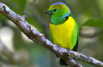 Golden-browed Chlorophonia 