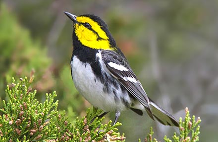 Golden-cheeked Warbler 