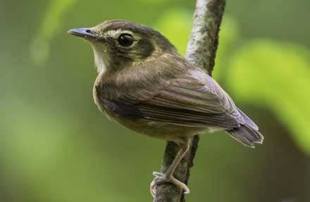 Golden-crowned Spadebill 