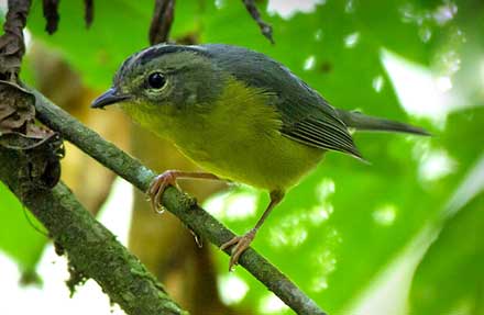 Golden-crowned Warbler 