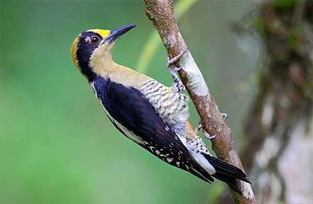Golden-naped Woodpecker