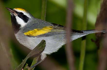Golden-winged Warbler 
