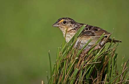 Grasshopper Sparrow 
