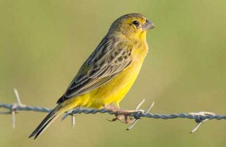 Grassland Yellow-Finch